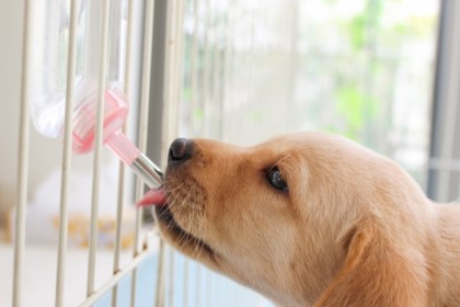 愛犬が快適に暮らせる場所はどこ？ 温度管理も重要！