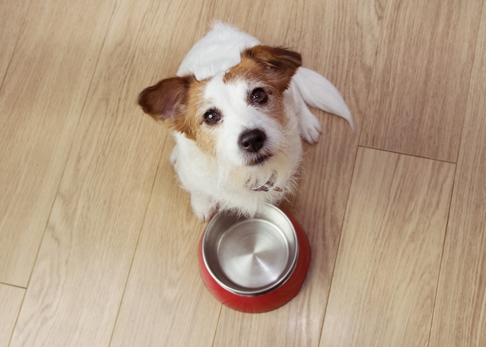 愛犬との旅行を楽しむための「4つのしつけ」 待て