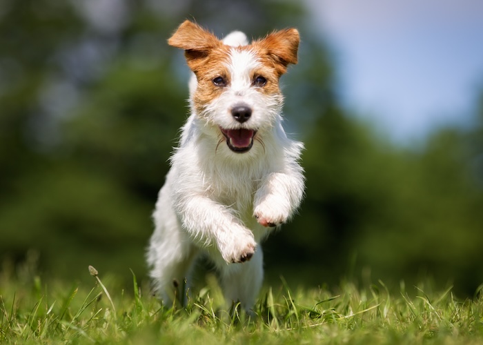 愛犬との旅行を楽しむための「4つのしつけ」 おいで