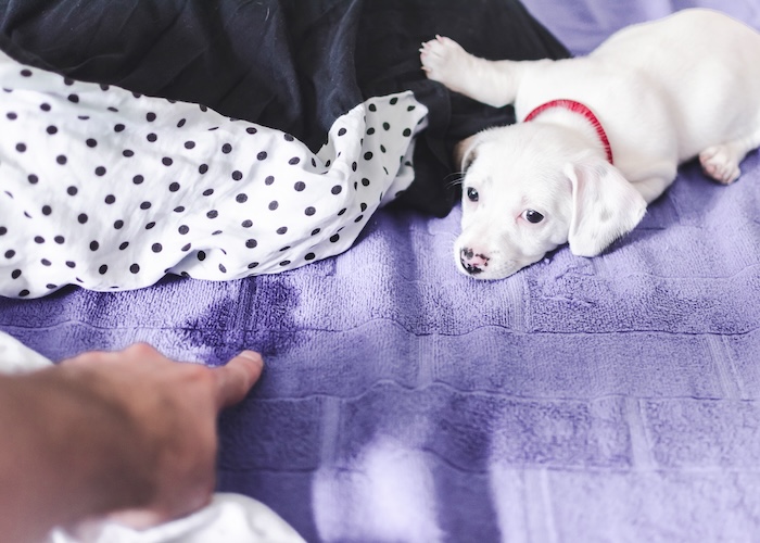 愛犬が粗相してしまっても怒るのはNG