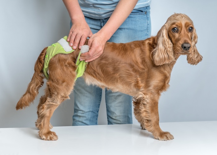 ペット旅行には必須!? 犬のマナーパンツ&マナーベルト