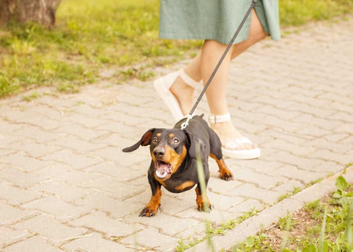 愛犬が吠える＆噛むときのしつけ方とは?