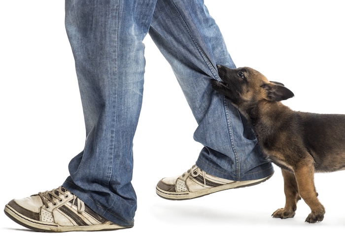 愛犬が噛んでしまうときのしつけ方