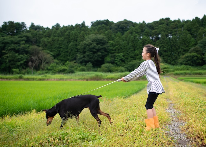 愛犬の行動の理由と原因を考える! しつけに関する悩みの解決法