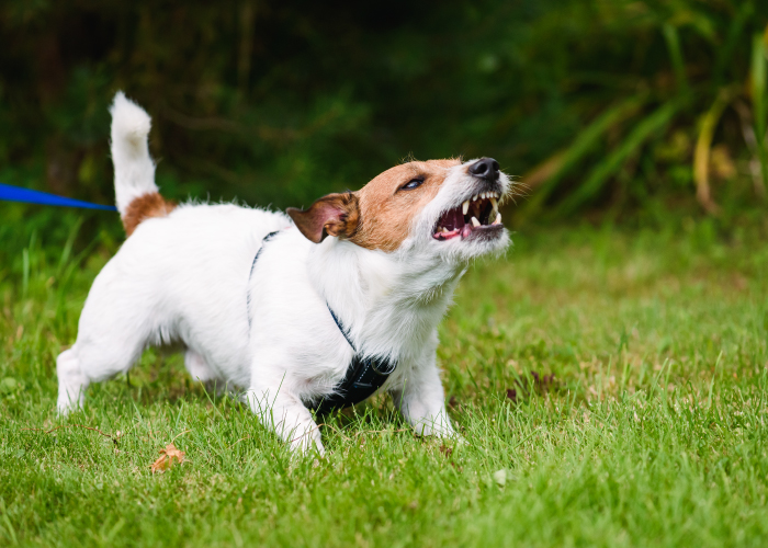 散歩中にチェックしたい愛犬のストレスサイン