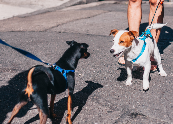 散歩中に愛犬の名前を呼んだときの反応を観察