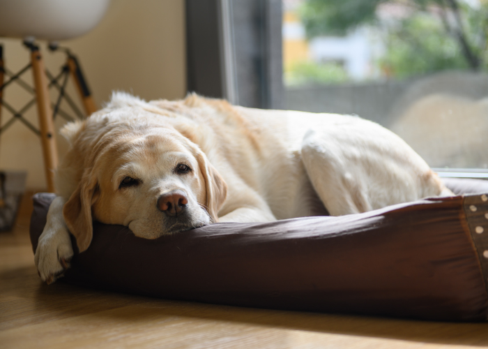 愛犬がシニア期に入ったら注意したい散歩のポイント