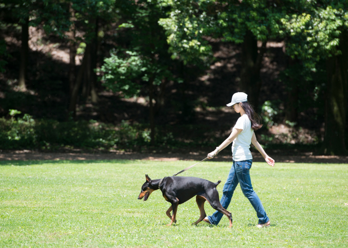 愛犬との旅行はステップが大事! 散歩から始めるお出かけの練習