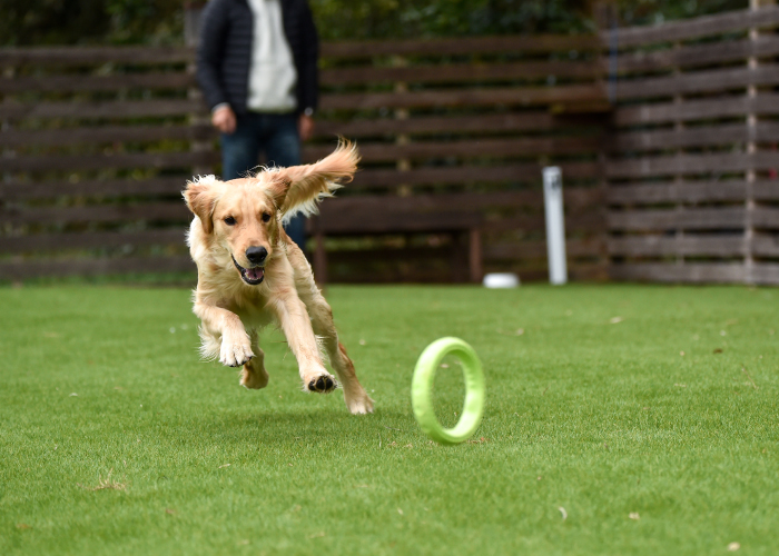 愛犬との旅行までの4ステップ