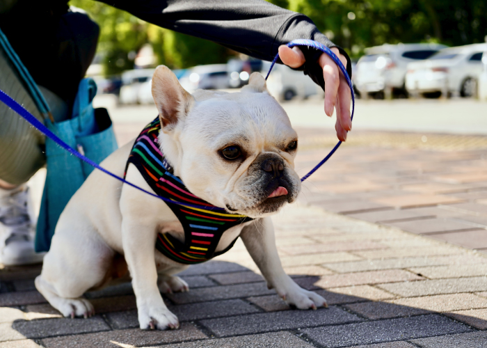 ドッグトレーナーが教える! 愛犬との散歩の必需品&オススメ散歩グッズ