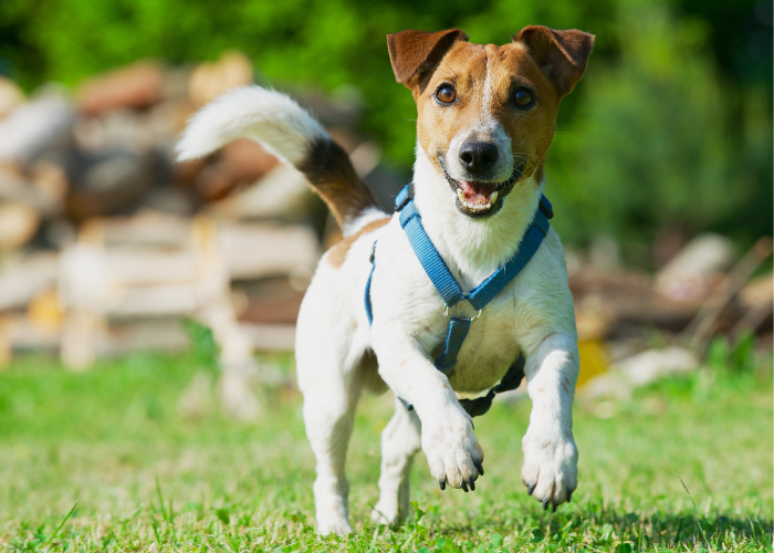 犬用ハーネスはHY型がオススメ