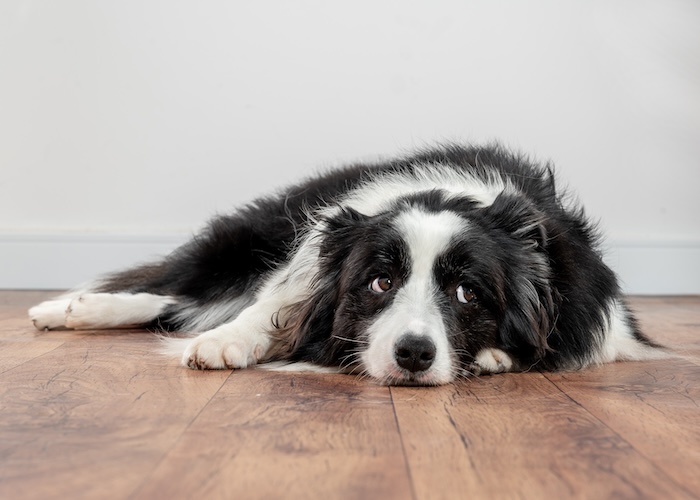 愛犬にストレスサインが出ていないか、しっかりと見守る