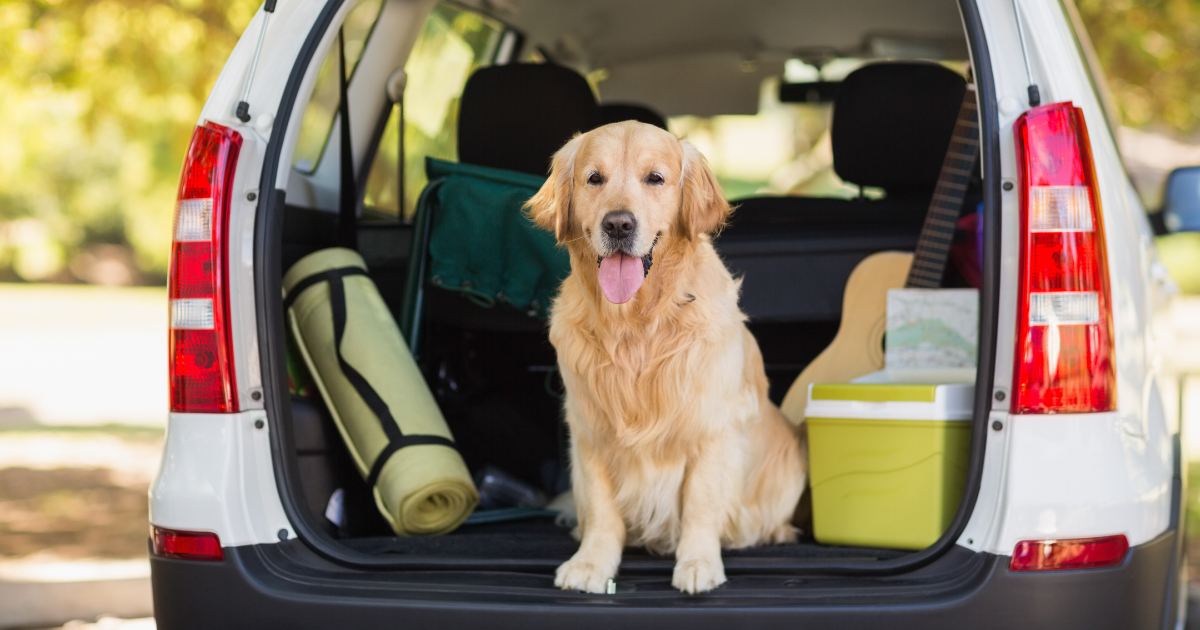 ドッグトレーナーが解説! 愛犬と行くペット旅行の移動手段&オススメサービスエリア