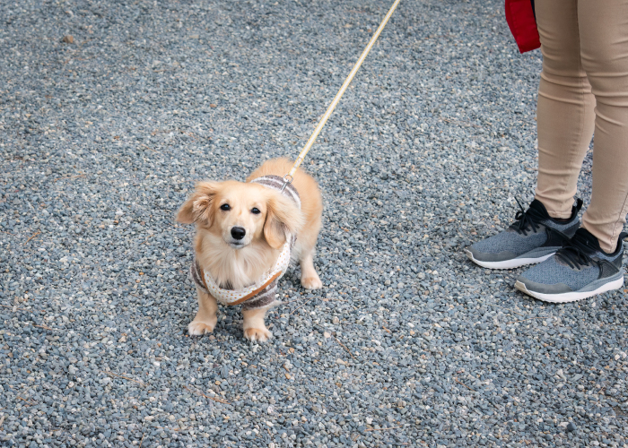 散歩を通じて愛犬の性格をより深く知る