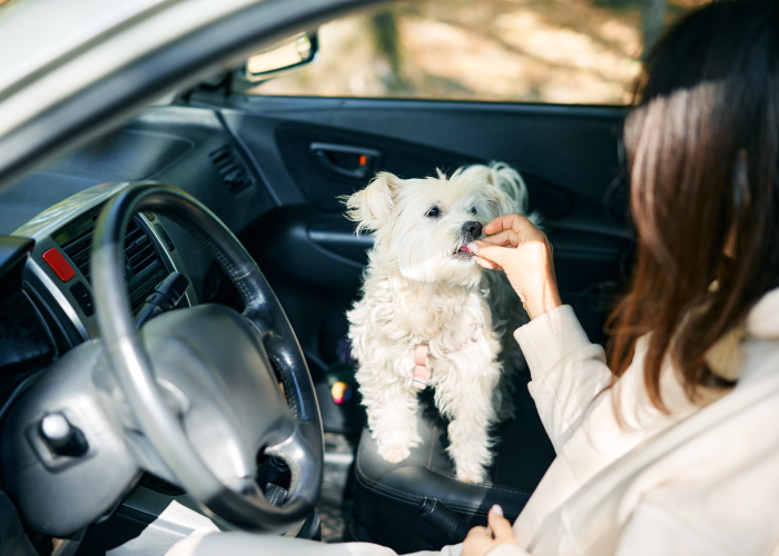 車 ＝ 楽しい場所! 愛犬が車好きになるヒント