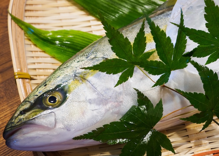 端午の節句の行事食・出世魚（ブリ、スズキなど）