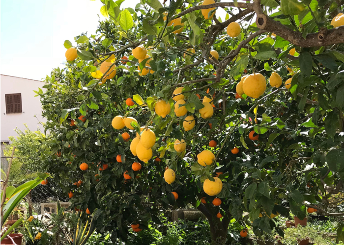 大規模家庭菜園のポイント・野菜作りに慣れていないうちは広い庭の一部に樹木を植えると良い