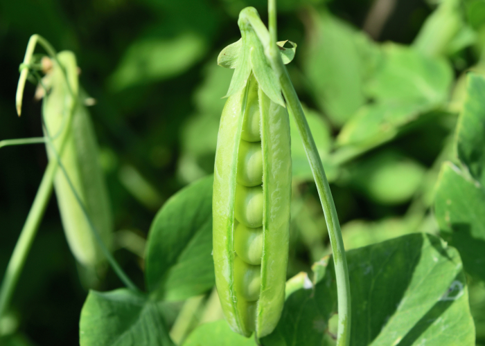 春に収穫できる旬の野菜～ベランダ菜園上級編～ グリンピース