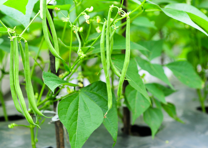 夏に収穫できる野菜～ベランダ菜園中級編～ さやいんげん