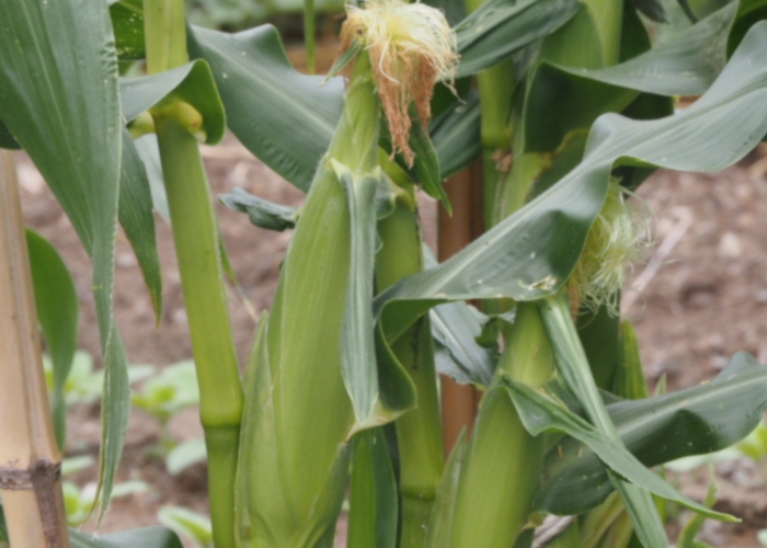 夏に収穫できる野菜～ベランダ菜園上級編～ トウモロコシ