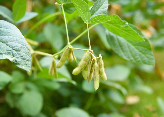 秋に収穫できる野菜～ベランダ菜園上級編～ 枝豆