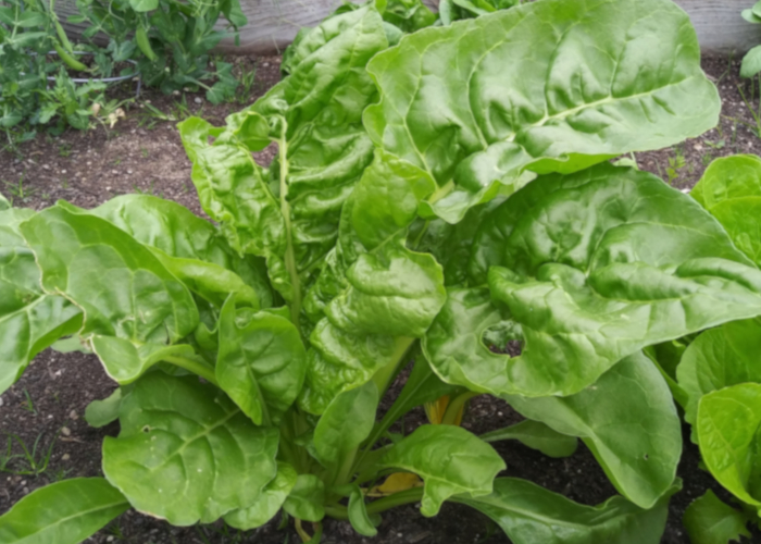 冬に収穫できる野菜～ベランダ菜園初級編～ 葉物野菜 (ホウレンソウ・水菜・小松菜・春菊)