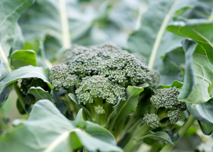 冬に収穫できる野菜～ベランダ菜園中級編～ ブロッコリー