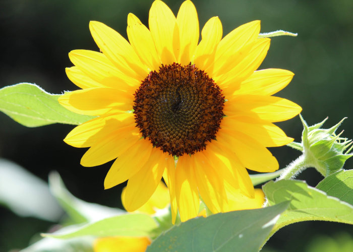 観察に適した夏の花　ひまわり