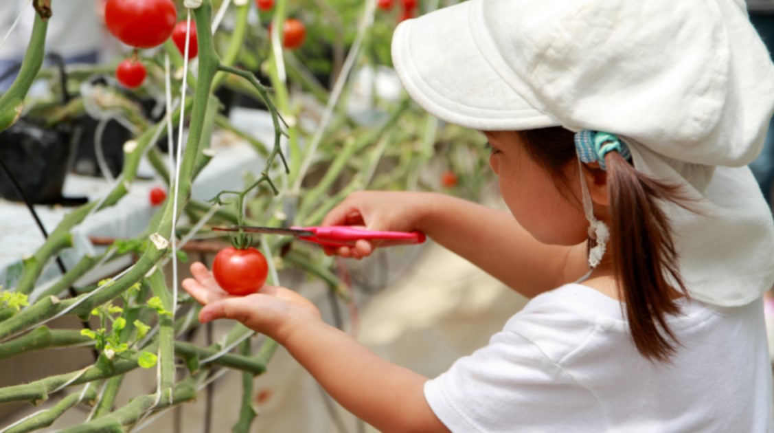 夏休みの自由研究にも役立つ! 1ヶ月で育てられる野菜と観察に適したお花