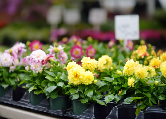 植物を枯らさずに育てるには? 寄せ植えづくりのコツ