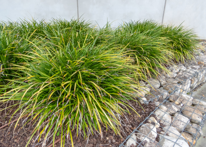 寄せ植えにオススメの多年草 カレックス