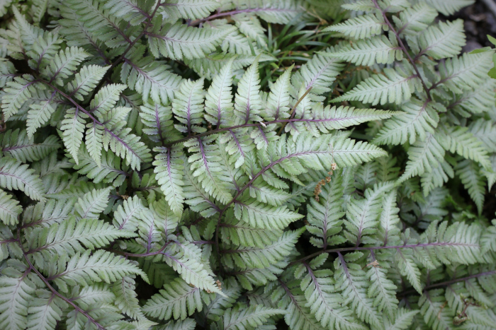 寄せ植えにオススメの多年草 ニシキシダ