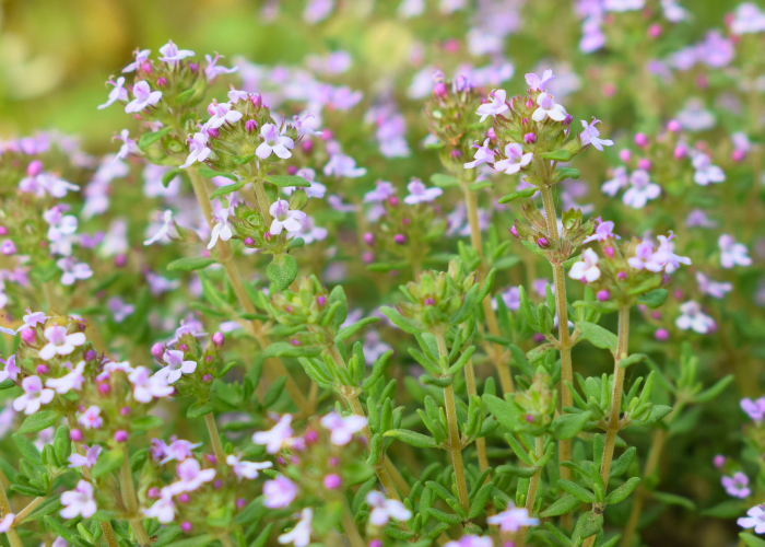 寄せ植えにオススメの多年草 タイム