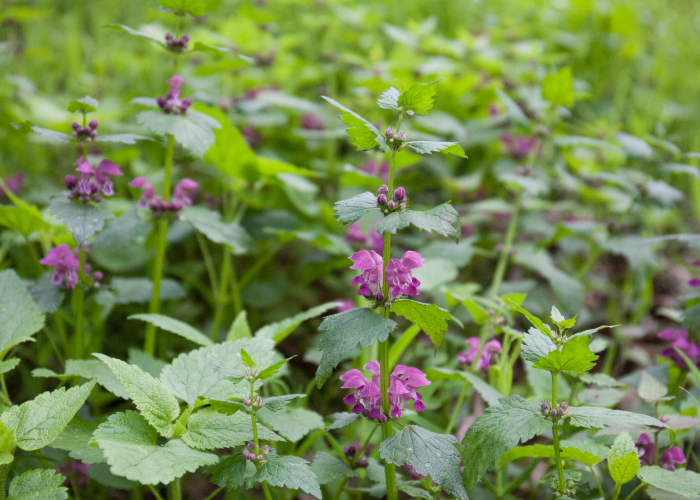 寄せ植えにオススメの多年草 ラミウム