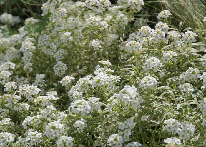 寄せ植えにオススメの多年草 スーパーアリッサム