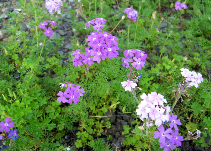 寄せ植えにオススメの多年草 宿根バーベナ