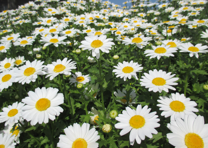 寄せ植えにオススメの多年草 マーガレット