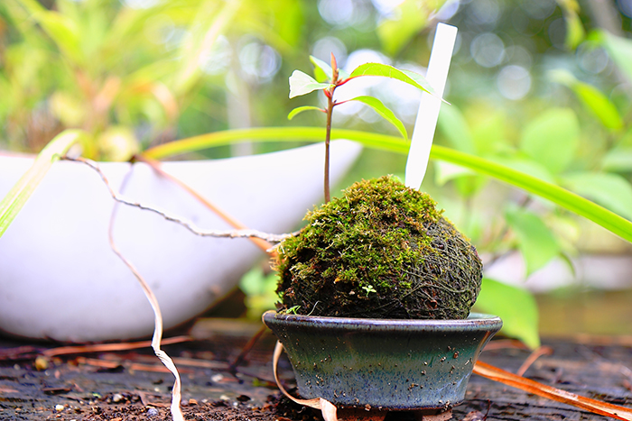 苔玉の水やり方法とは?