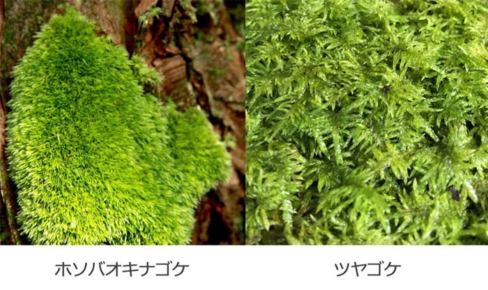 日陰で育てるのにオススメの苔は「ホソバオキナゴケ」「ツヤゴケ」