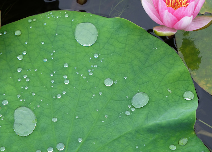 いろんな植物の“雨粒の弾き方”を観察