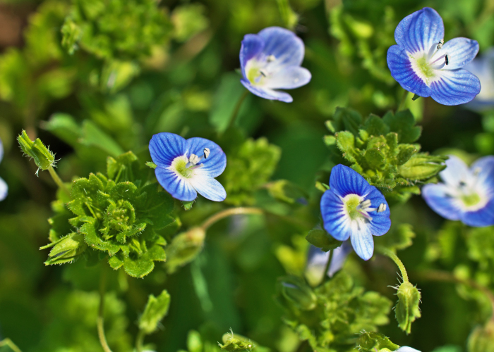 春にはさまざまな花を観察できる