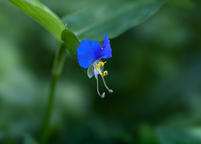 夏の朝はツユクサを観察しよう