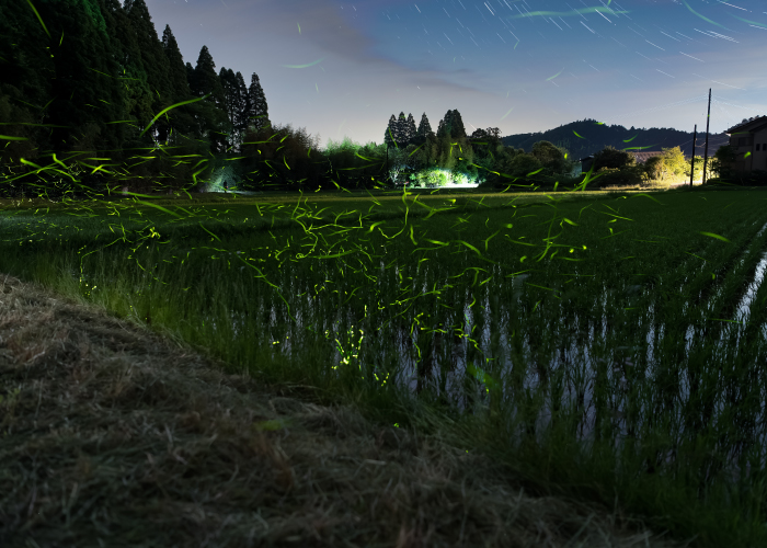 夏の夜はホタルの舞 懐中電灯で指揮者になろう