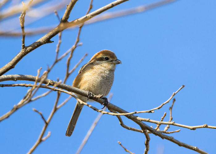 秋の朝は「モズの高鳴き」を聴いてみよう