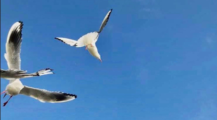 冬の朝は鳥の群れを観察しよう