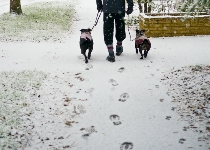 雪が降ったら動物の足跡を探そう