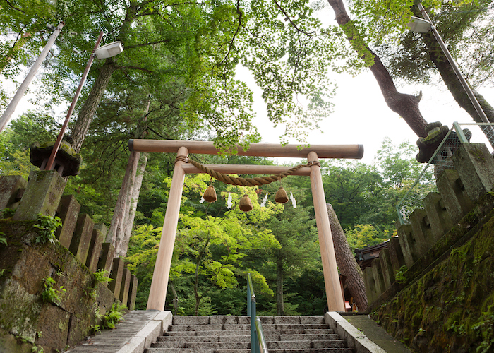 野生動物にも出会える? 神社仏閣にある“鎮守の森”での自然観察