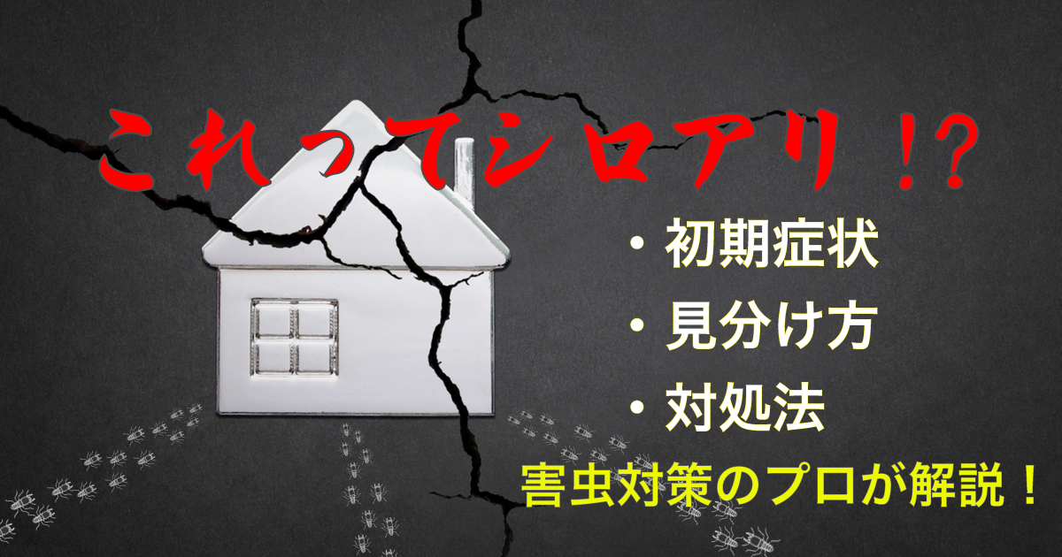 これってシロアリ!?害虫対策のプロがシロアリの初期症状・見分け方・対処法を解説
