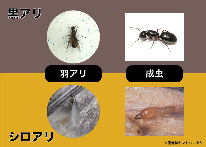 一般的なアリとシロアリはフォルムが異なる