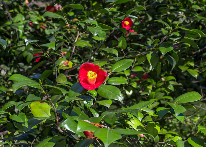 新居の害虫対策は庭も重要! 害虫が発生しやすい樹種＆虫が集まりにくい樹種?